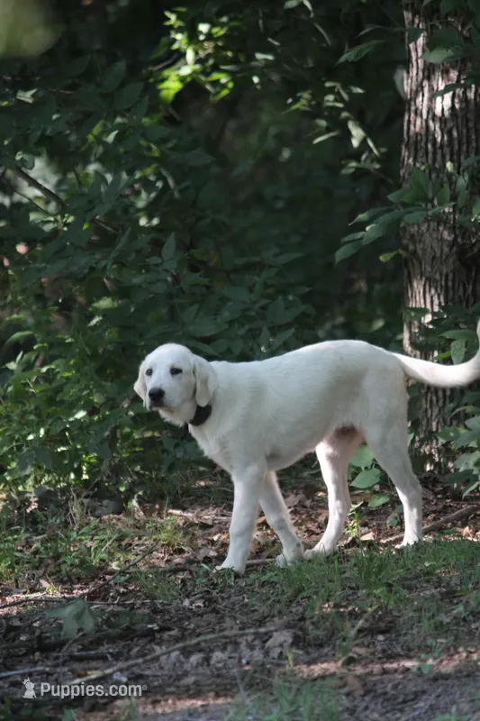 Peany – Anatolian Shepherd Dog, Great Pyrenees puppy for sale in Ewing, IL