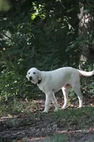 Peany, a female Anatolian Shepherd Dog and Great Pyrenees for sale in Ewing, IL – 1 of 5
