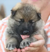 Boone , a male German Shepherd Dog for sale in Ewing, IL – 5 of 9
