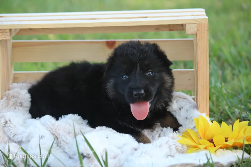 Beretta – German Shepherd Dog puppy for sale in Ewing, IL
