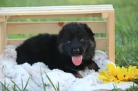 Beretta, a female German Shepherd Dog for sale in Ewing, IL – 1 of 9