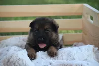 Scout, a male German Shepherd Dog for sale in Ewing, IL – 2 of 8