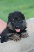 Ellie, a female German Shepherd Dog for sale in Ewing, IL – 4 of 8