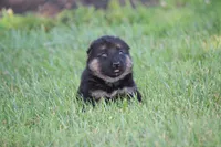 Kimber, a female German Shepherd Dog for sale in Ewing, IL – 5 of 7