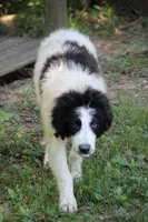 Spot, a male Anatolian Shepherd Dog and Great Pyrenees for sale in Ewing, IL – 3 of 6