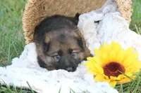 Oakley, a female German Shepherd Dog for sale in Ewing, IL – 2 of 6
