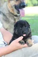 Beretta, a female German Shepherd Dog for sale in Ewing, IL – 6 of 9