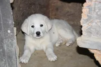 Peany, a female Anatolian Shepherd Dog and Great Pyrenees for sale in Ewing, IL – 3 of 5