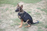 Bailey, a female German Shepherd Dog for sale in Ewing, IL – 3 of 7