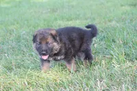 Bailey, a female German Shepherd Dog for sale in Ewing, IL – 4 of 6