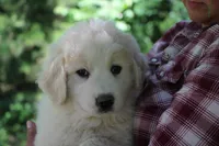 Samson, a male Anatolian Shepherd Dog and Great Pyrenees for sale in Ewing, IL – 3 of 5
