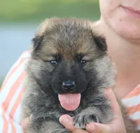 Boone , a male German Shepherd Dog for sale in Ewing, IL – 1 of 9
