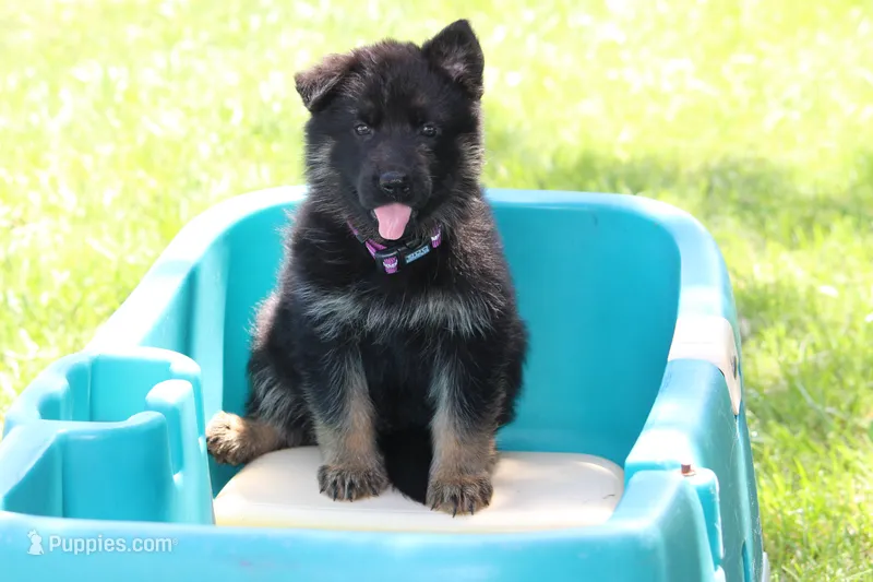 Beretta – German Shepherd Dog puppy on hold in Ewing, IL