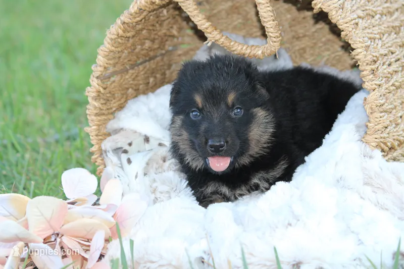 Ellie – German Shepherd Dog puppy for sale in Ewing, IL