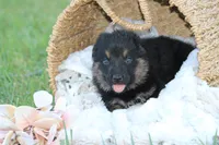 Ellie, a female German Shepherd Dog for sale in Ewing, IL – 1 of 8