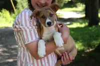 Rover , a male Collie for sale in Ewing, IL – 6 of 6