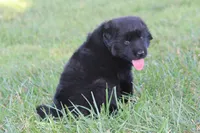 Tessa, a female German Shepherd Dog and English Cream Golden Retriever for sale in Ewing, IL – 5 of 9