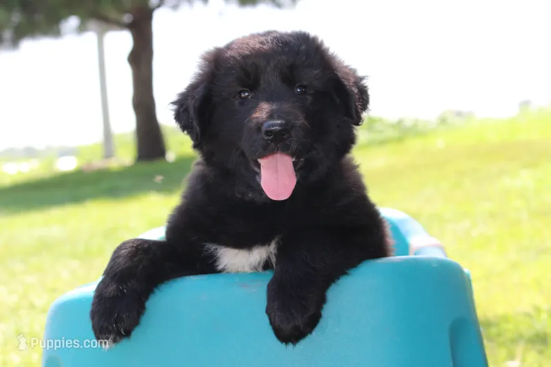 Tessa – German Shepherd Dog, English Cream Golden Retriever puppy for sale in Ewing, IL
