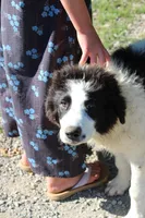 Spot, a male Anatolian Shepherd Dog and Great Pyrenees for sale in Ewing, IL – 1 of 6
