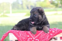 Bailey, a female German Shepherd Dog for sale in Ewing, IL – 5 of 6