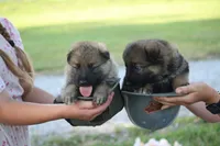 Boone , a male German Shepherd Dog for sale in Ewing, IL – 4 of 9