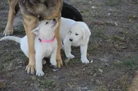 processed/e2cd34d8-ded1-4d47-831d-cfbde293db7c/listing/5178db45-c97a-4b3d-88cf-4ce7ef33bebc/0c4fb1d9-a906-46d1-8bac-496b5b087545