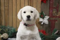 processed/e2cd34d8-ded1-4d47-831d-cfbde293db7c/listing/5178db45-c97a-4b3d-88cf-4ce7ef33bebc/787ac864-2596-4e68-9525-47e60aaf35f8