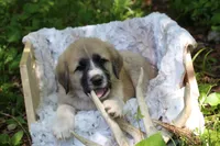 Browny, a male Anatolian Shepherd Dog and Great Pyrenees for sale in Ewing, IL – 5 of 6
