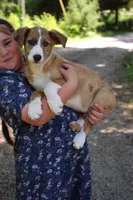 Ranger, a male Collie for sale in Ewing, IL – 4 of 5