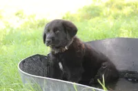 Hardin, a male Labrador Retriever and English Cream Golden Retriever for sale in Ewing, IL – 2 of 10