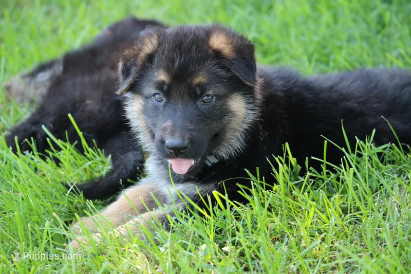 Kimber – German Shepherd Dog puppy for sale in Ewing, IL