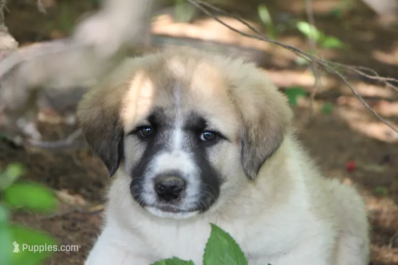 Browny – Anatolian Shepherd Dog, Great Pyrenees puppy for sale in Ewing, IL
