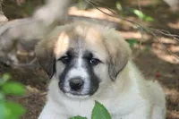 Browny, a male Anatolian Shepherd Dog and Great Pyrenees for sale in Ewing, IL – 1 of 6