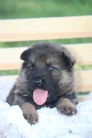 Scout, a male German Shepherd Dog for sale in Ewing, IL – 4 of 8