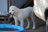 Samson, a male Anatolian Shepherd Dog and Great Pyrenees for sale in Ewing, IL – 1 of 5