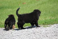 Tessa, a female Labrador Retriever and English Cream Golden Retriever for sale in Ewing, IL – 3 of 10
