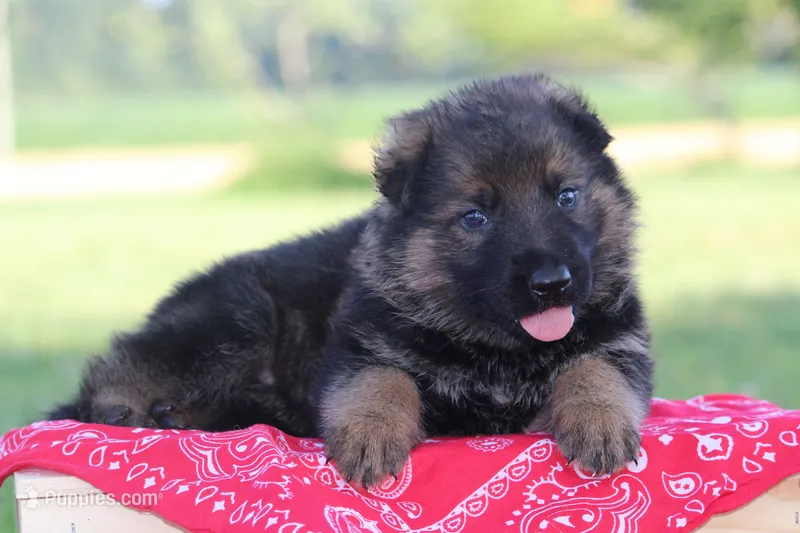 Bailey – German Shepherd Dog puppy for sale in Ewing, IL