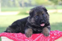 Bailey, a female German Shepherd Dog for sale in Ewing, IL – 1 of 6