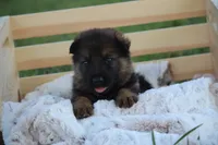 Scout, a male German Shepherd Dog for sale in Ewing, IL – 6 of 8