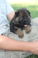 Bailey, a female German Shepherd Dog for sale in Ewing, IL – 6 of 6