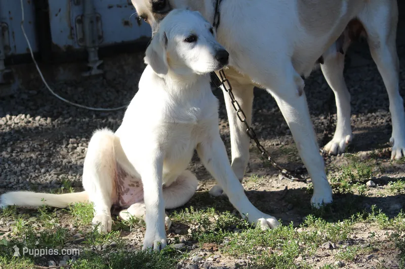 Petunia – Anatolian Shepherd Dog, Great Pyrenees puppy for sale in Ewing, IL