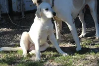 Petunia, a female Anatolian Shepherd Dog and Great Pyrenees for sale in Ewing, IL – 1 of 5