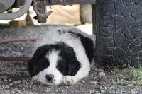 Spot, a male Anatolian Shepherd Dog and Great Pyrenees for sale in Ewing, IL – 4 of 7