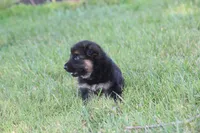 Kimber, a female German Shepherd Dog for sale in Ewing, IL – 7 of 7