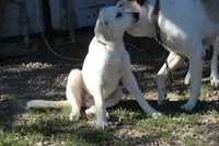 Peany, a female Anatolian Shepherd Dog and Great Pyrenees for sale in Ewing, IL – 2 of 5