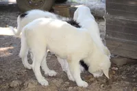 Samson, a male Anatolian Shepherd Dog and Great Pyrenees for sale in Ewing, IL – 4 of 5