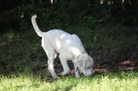 Peany, a female Anatolian Shepherd Dog and Great Pyrenees for sale in Ewing, IL – 3 of 5