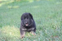 Beretta, a female German Shepherd Dog for sale in Ewing, IL – 8 of 9
