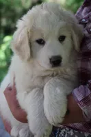 Samson, a male Anatolian Shepherd Dog and Great Pyrenees for sale in Ewing, IL – 2 of 5