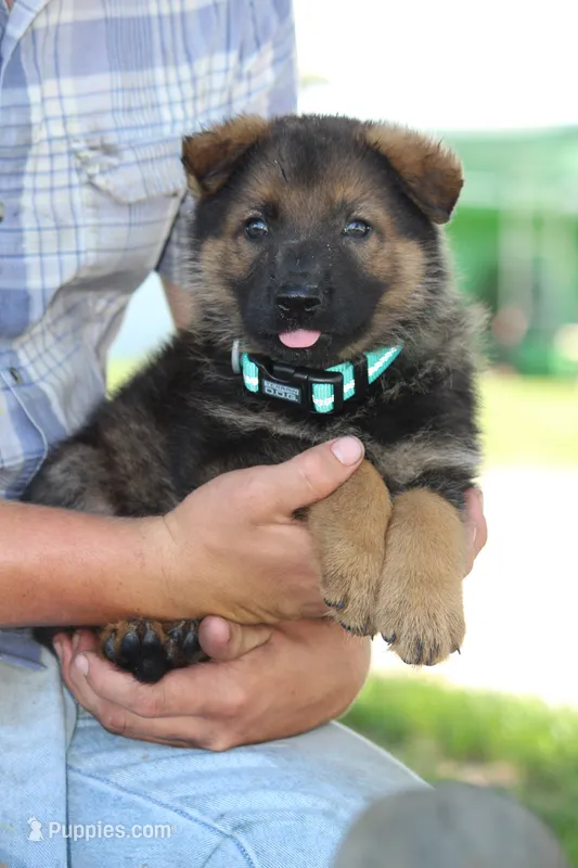 Bailey – German Shepherd Dog puppy for sale in Ewing, IL